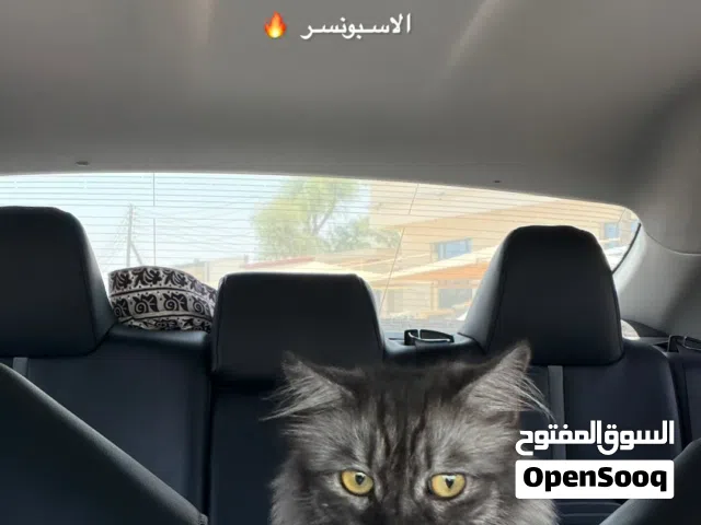 قطه شرازية 25 ريال بيعه مستعجله