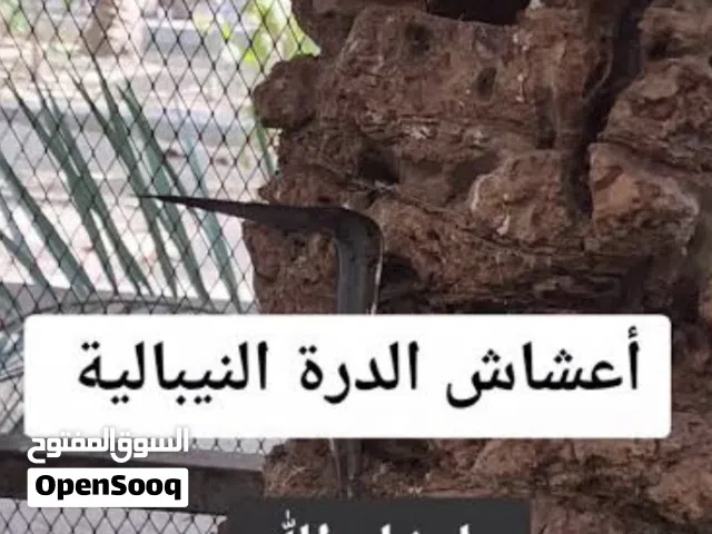 السلام عليكم مطلوب جذع نخله للدره النيبالي الي يندل او عنده يراسلني خاص وكووت ممنون منه