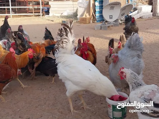 دياكه للبيع الحبه الوحده