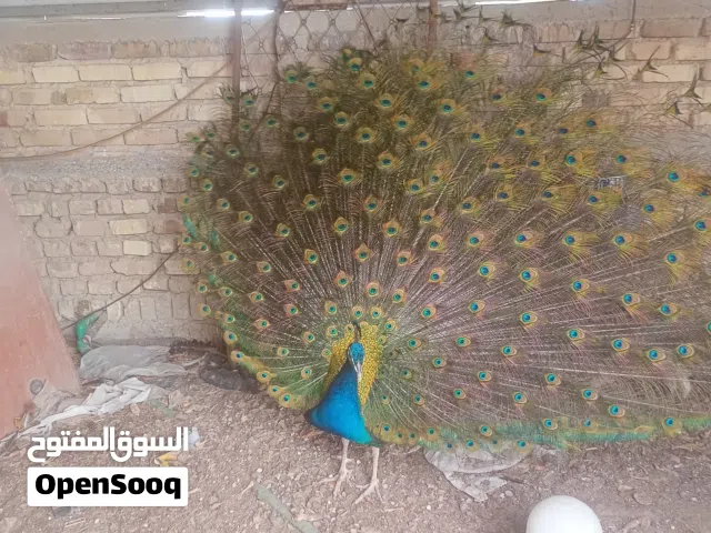 للبيع زوجين طاووس هندي +ملكي الأعمار اكثر من 3 سنه