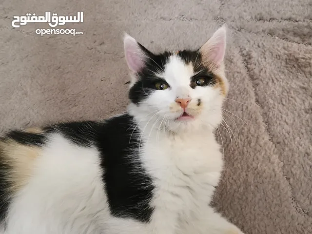 قطة للتبني