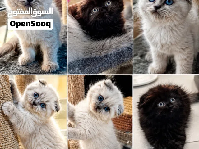 قطط صغيره سكوتيش فولد وبريتش ستريت Scottish ear fold long hair kittens