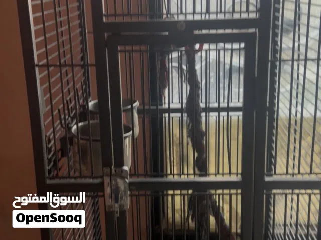 قفص ببغاء كبير