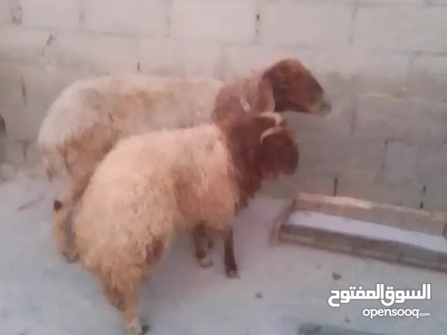 غنم نعجه ولدها عمر ست شهور خروف