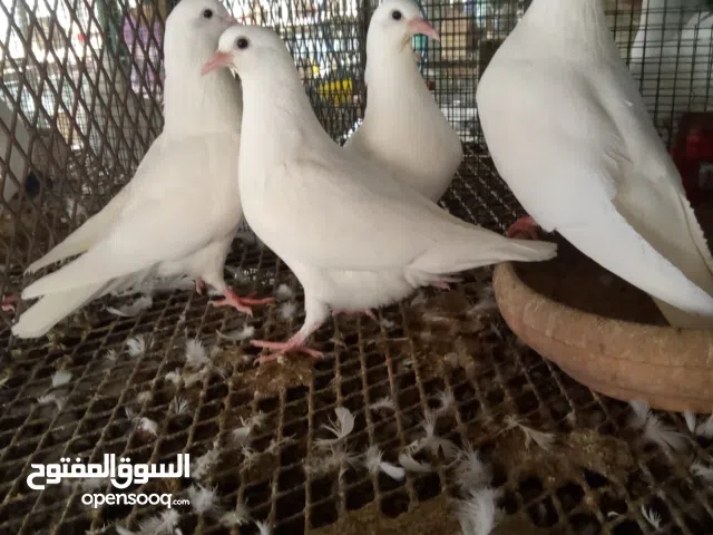 زغاليل للبيع