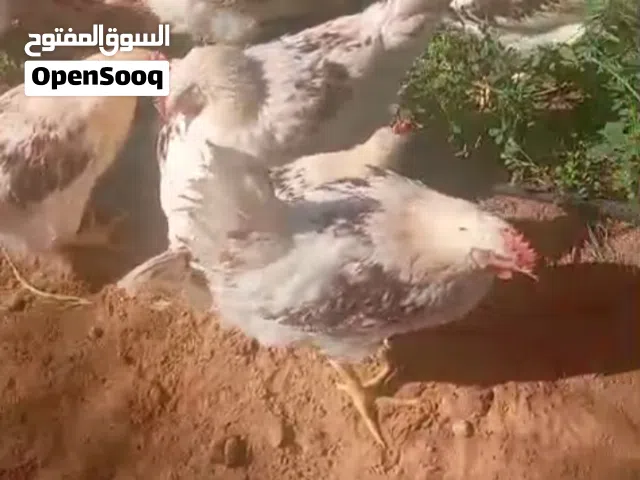 دجاج ساسو ممتاز