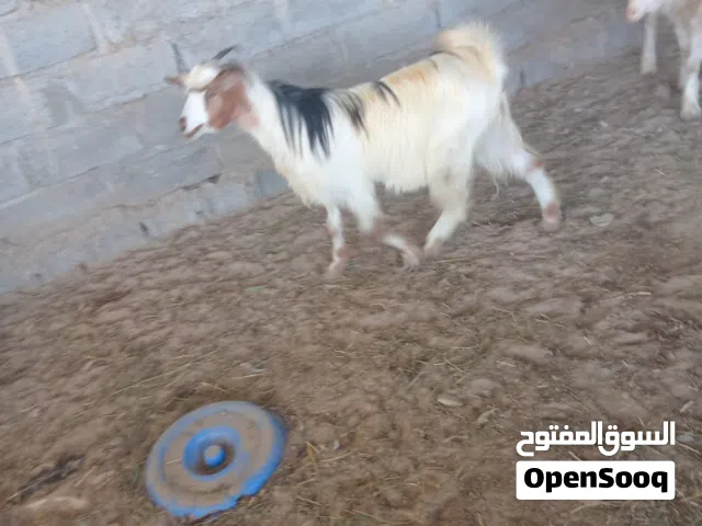 سخل وجدايه رضعان للبيع