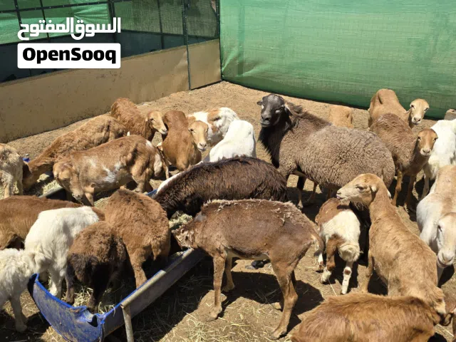 10 يعد حباصي وغيرها مع فحل