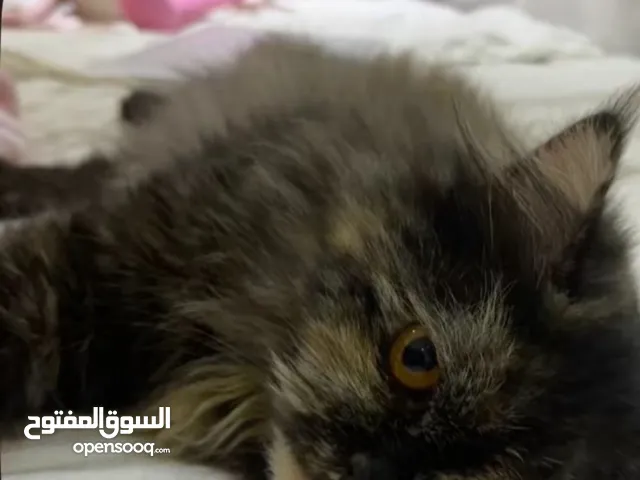 قطه شيرازي للتبني عمرها سنتين مع الجواز والتطعيمات من دون رسوم موجوده في عجمان