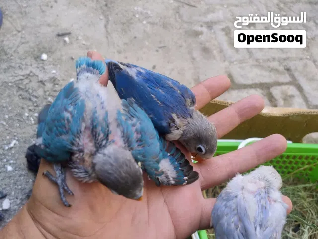 Fisher birds Available
