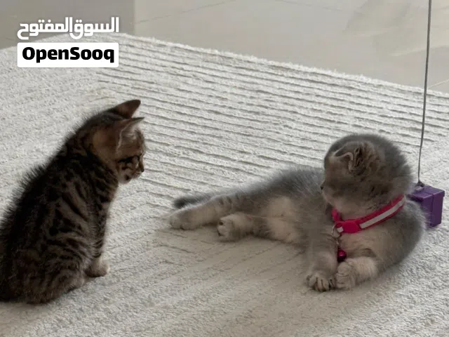 سكوتش فولد سعرها قابل للتفاوض