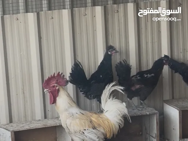 للبيع ديك هولندي