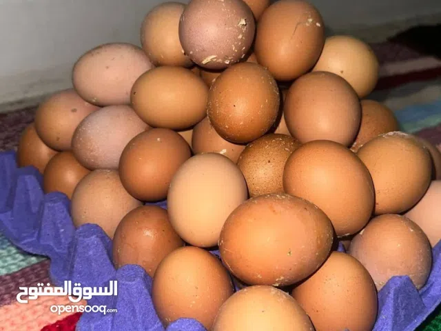 مطلوب جاج احمر بياض بعجلون او واصل لعجلون