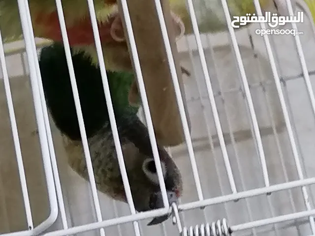 جوز قرين شيك شغال