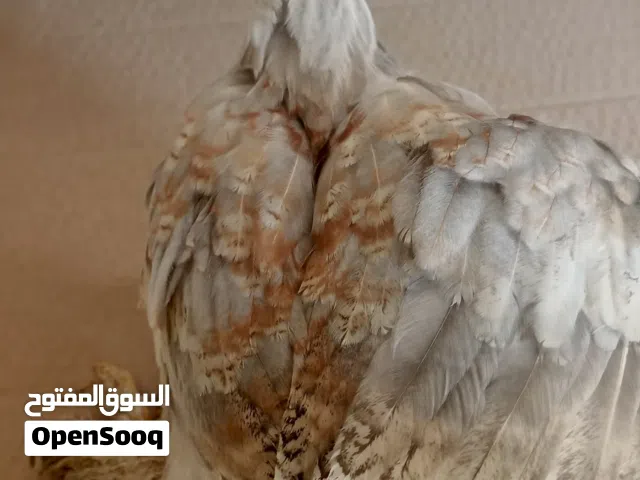 صيصان براهمة جميع الالوان