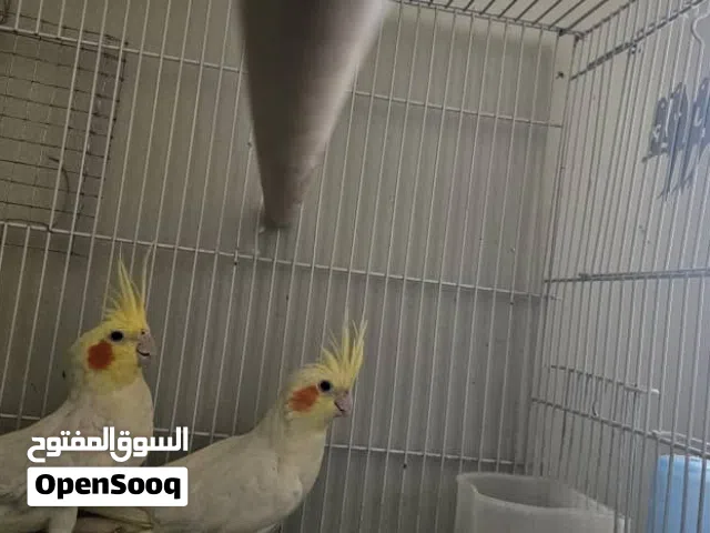 زوج كوكتيل لاتينو منتج مضمون 35 الف