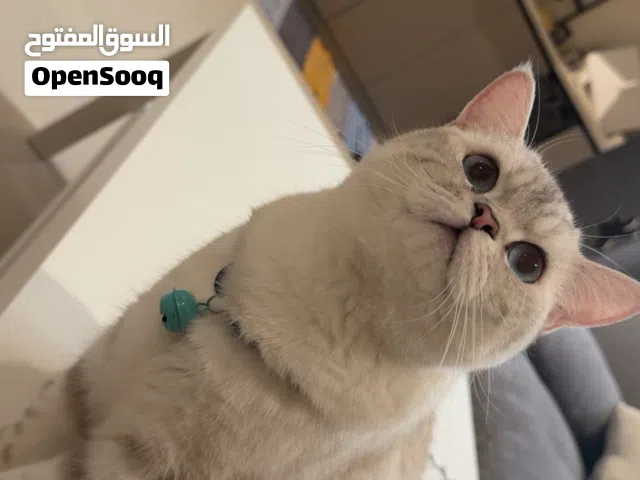 قطط للتبني