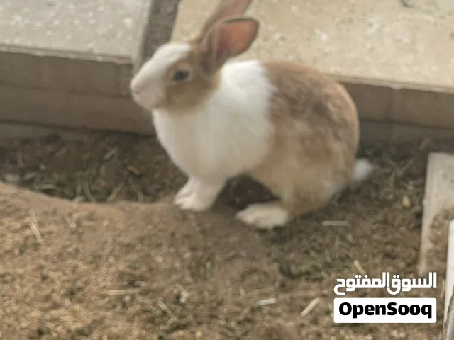 أرانب للبيع