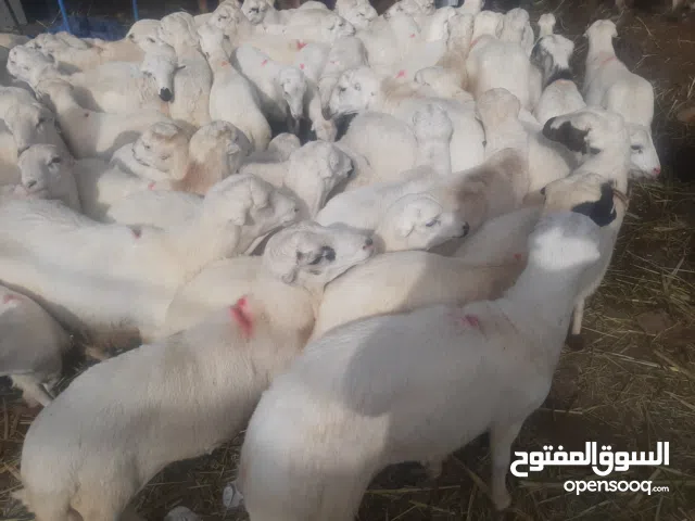 اغنام مروعي وبلادي