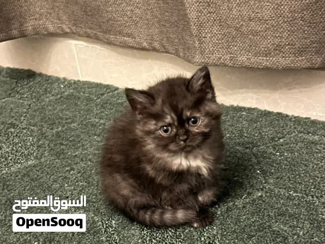 Playful [Scottish-British short hair] Kitten – Fully Weaned & Litter Box Trained