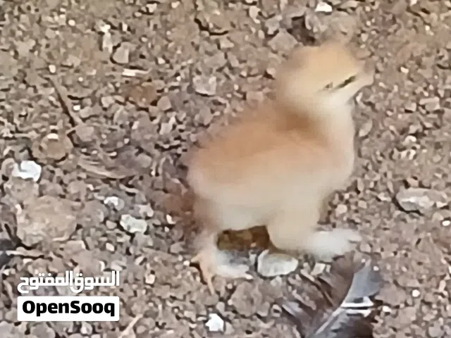 فلوس برهما. سلمون. بلو.