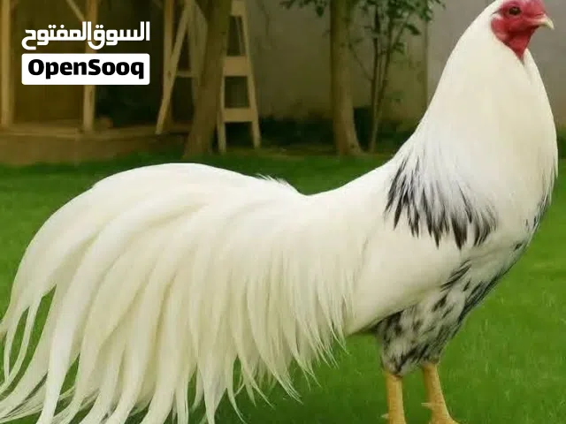 مطلوب فروج يوكاهاما الياباني