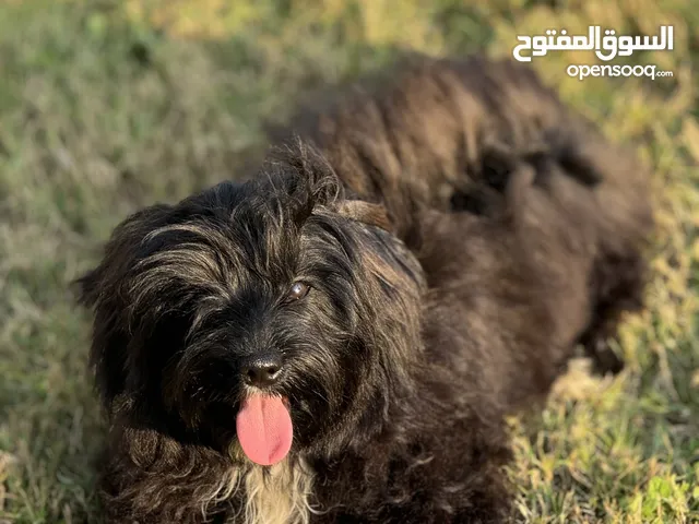Male Maltese ذكر مالتيز