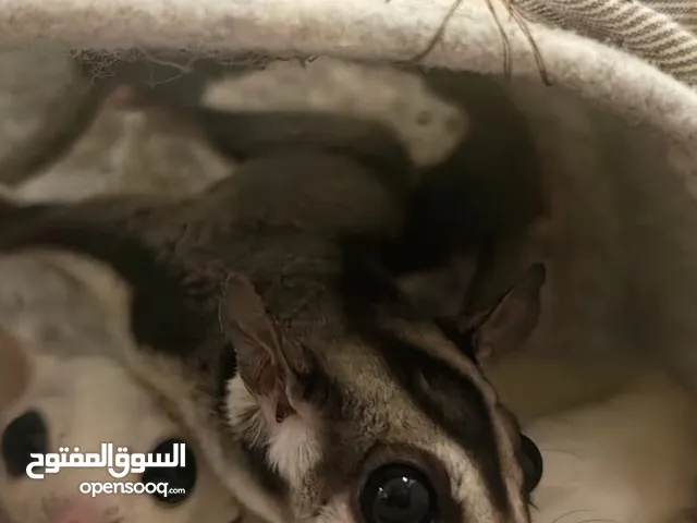 Beautiful suger glider