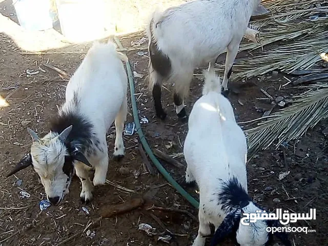 معيز كردي للبيع