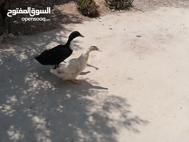 جوز بط اول شغلهن للبيع ذكر وانثى للبيع