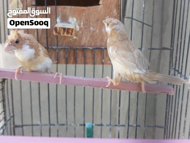 كوبيا زيبرا منجليز مشوشة تحتهم 3 فروخ قريب يطلعو من العش