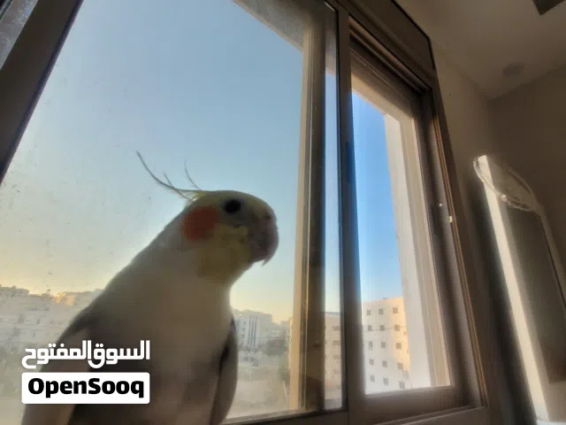 ببغاء ككتيل أليف 100/100 ذكر  العمر 6 أشهر