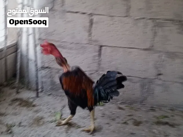 ديك ابو رقيبه عمر 10 اشهر موجود في عمان الجويدة