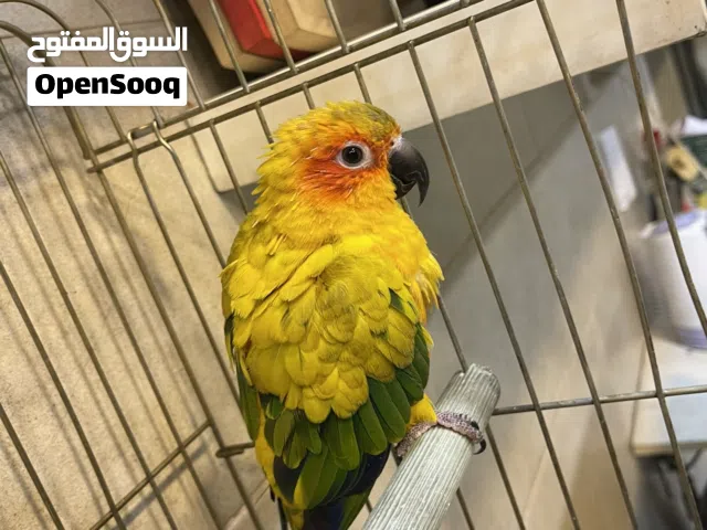 صن كنيور  Sun Conure