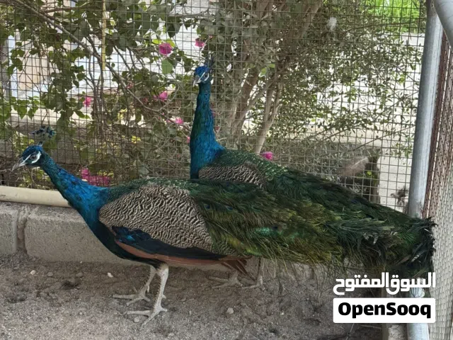 للبيع طاؤوس انتاج محلي