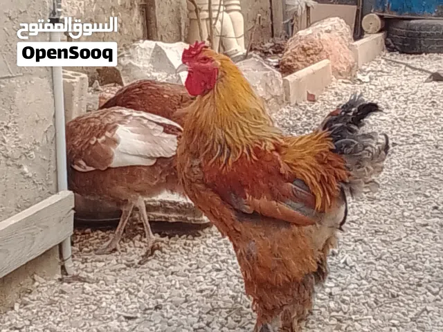 ديك براهمة جانبو