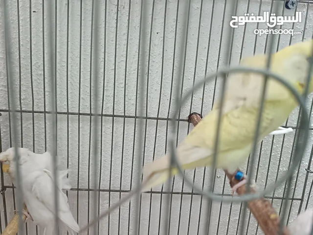 جوز هوغو رومو البينو عين حمرا للبيع صحه مع فرخ