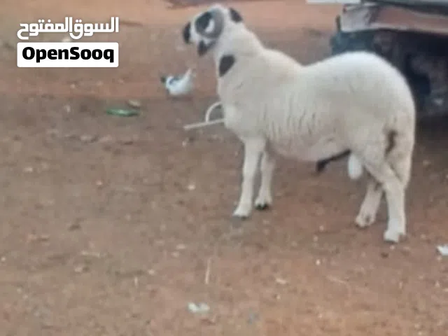 السلآم عليكم نعجة توميه و فحل للبيع