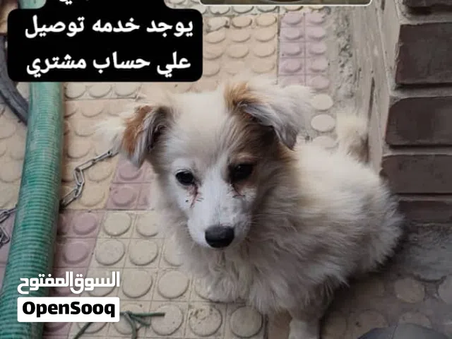 كلب مالتيز