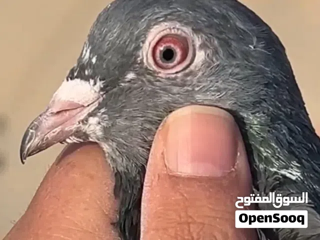 حمام بكستاني ازواج