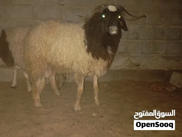 2 خرفان مشاء الله للبيع
