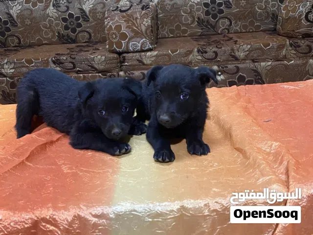 جراو جيرمن رويال بلاك ذكرين جوز بلجم مالينو