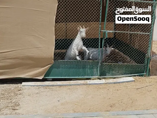 قفص للحيوانات كبير