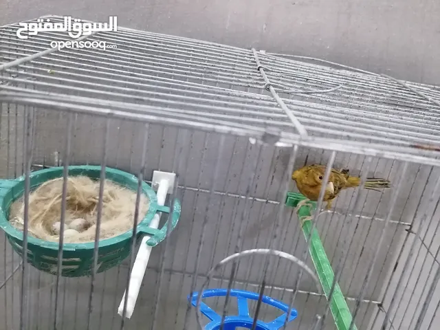 كنار مخملي للبيع