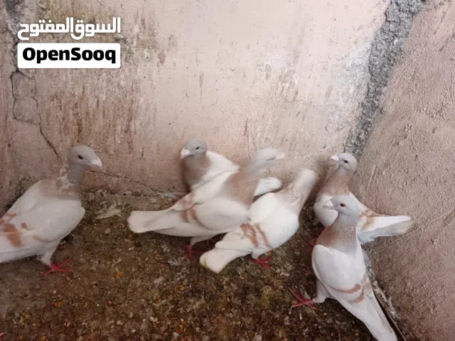 حمام بنادق هومر الماني شغالات  سعر قابل للتفاوض