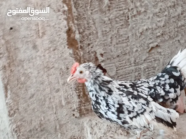 دجاج زينة (Dutch Bantam)،