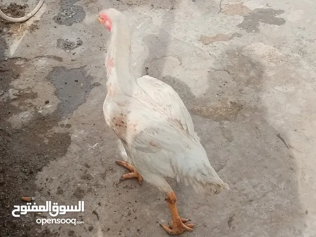 جاج فارسي نخب