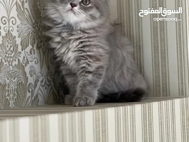 قطط اناث و ذكور مكس شيرازي