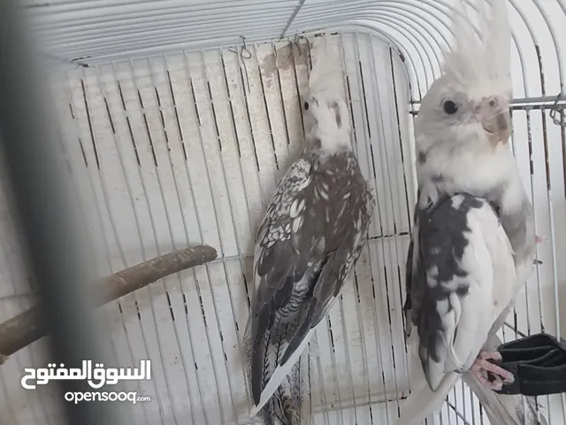 جــــوز كوكتيـــل وايـــت فيــــــس