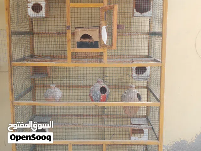 للبيع قفص بسعررر اقل عن السووق